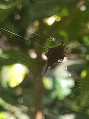 Gasteracantha falcicornis