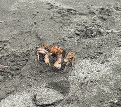 Ocypode gaudichaudii