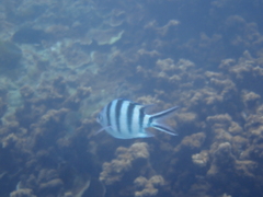 Abudefduf sexfasciatus