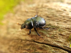 Geotrupes balyi