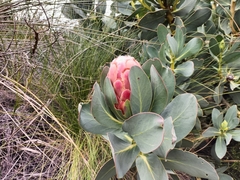 Protea grandiceps