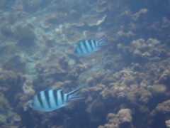Abudefduf sexfasciatus