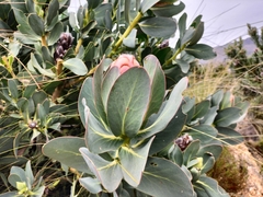 Protea grandiceps