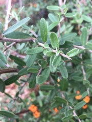 Pyracantha angustifolia