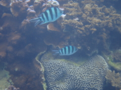 Abudefduf sexfasciatus
