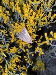 Protorthodes