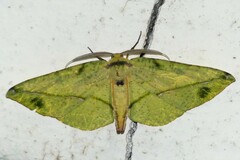 Omiza miliaria