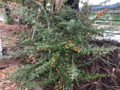 Pyracantha angustifolia