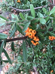 Pyracantha angustifolia