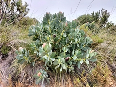Protea grandiceps