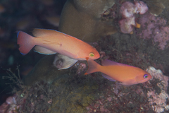 Pseudanthias hypselosoma