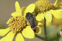Acmaeodera flavomarginata