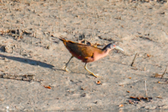 Gallirallus castaneoventris