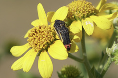 Acmaeodera flavomarginata