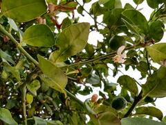 Psidium guajava