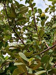Psidium guajava