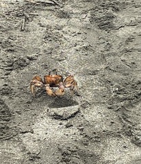 Ocypode gaudichaudii