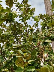 Psidium guajava