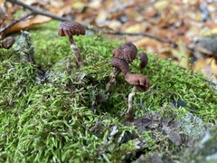 Psathyrella bipellis