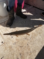 Lepisosteus oculatus