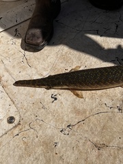 Lepisosteus oculatus