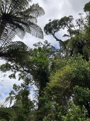 Griselinia lucida