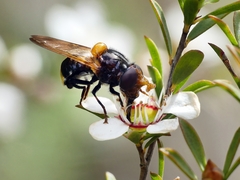 Cyphipelta rufocyanea