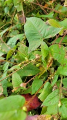 Persicaria arifolia