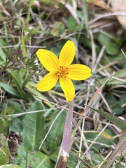 Bidens andicola