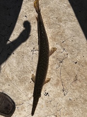 Lepisosteus oculatus