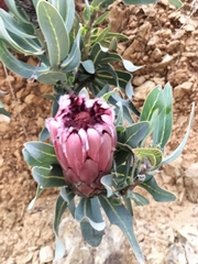 Protea laurifolia
