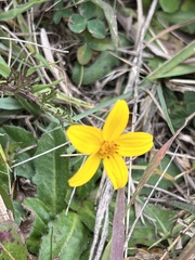 Bidens andicola