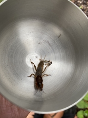 Gryllotalpa nitidula