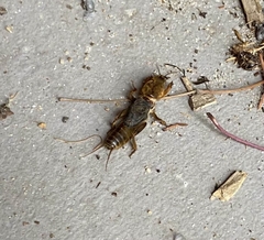 Gryllotalpa nitidula