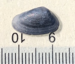Donax variabilis