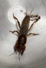 Gryllotalpa nitidula