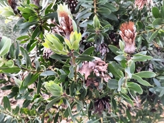 Protea mundii