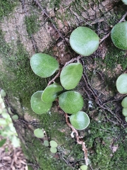 Pyrrosia eleagnifolia