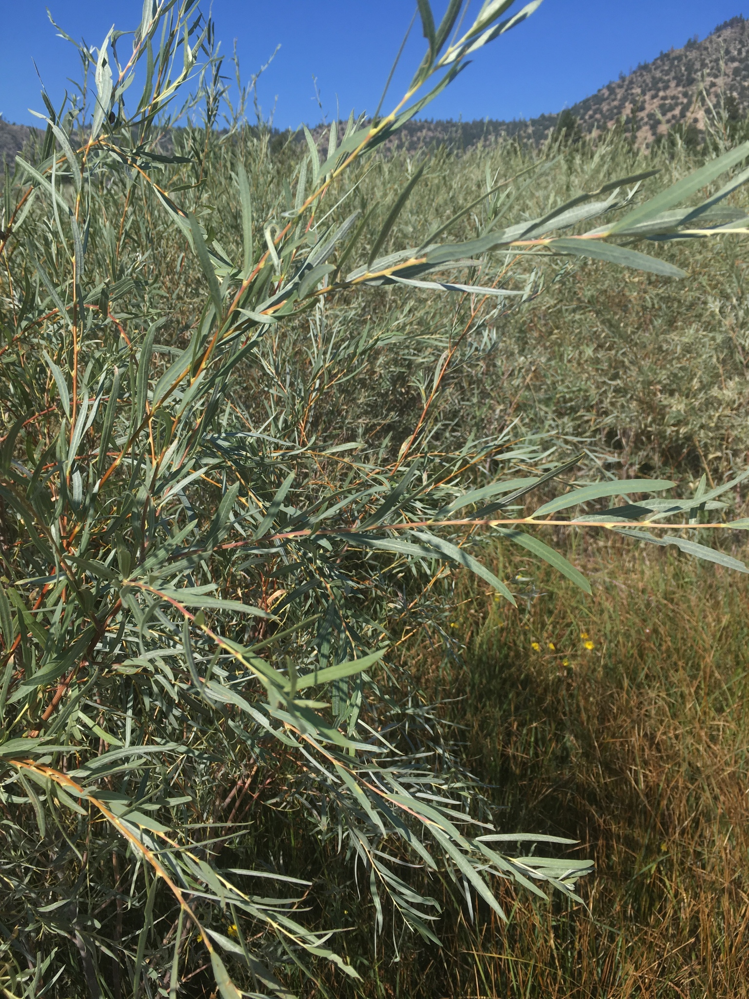 Salix exigua