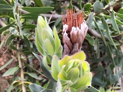 Protea mundii