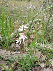 Caladenia cucullata