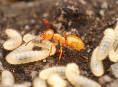 Lasius arizonicus