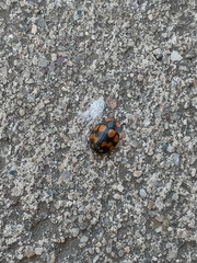 Botanochara duodecimverrucata