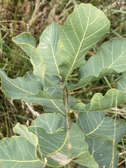 Quercus glaucoides