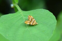 Choreutis amethystodes