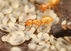 Lasius arizonicus