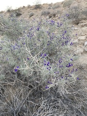 Psorothamnus schottii