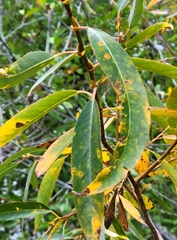 Salix lasiandra