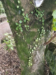Pyrrosia eleagnifolia