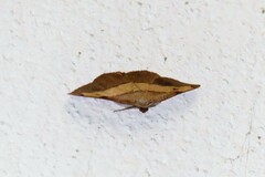 Hypochrosis hyadaria